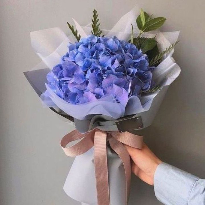 Гортензия голубая в Улан-Удэ