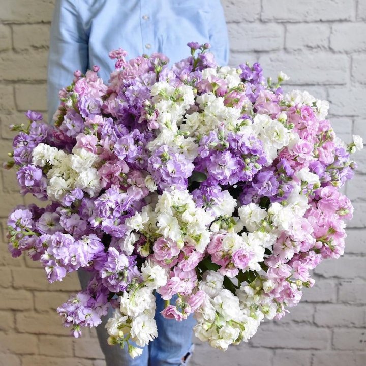 Облако маттиол в Улан-Удэ