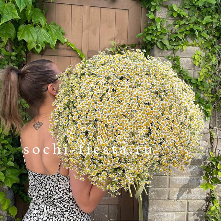 101 ромашка в Улан-Удэ