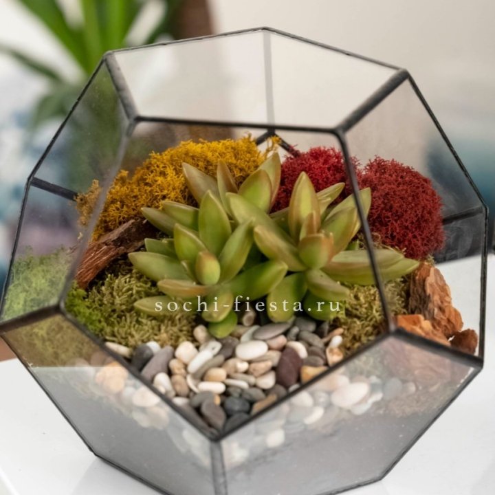 Флорариум “Додекаэдр” с суккулентом Седум в Улан-Удэ