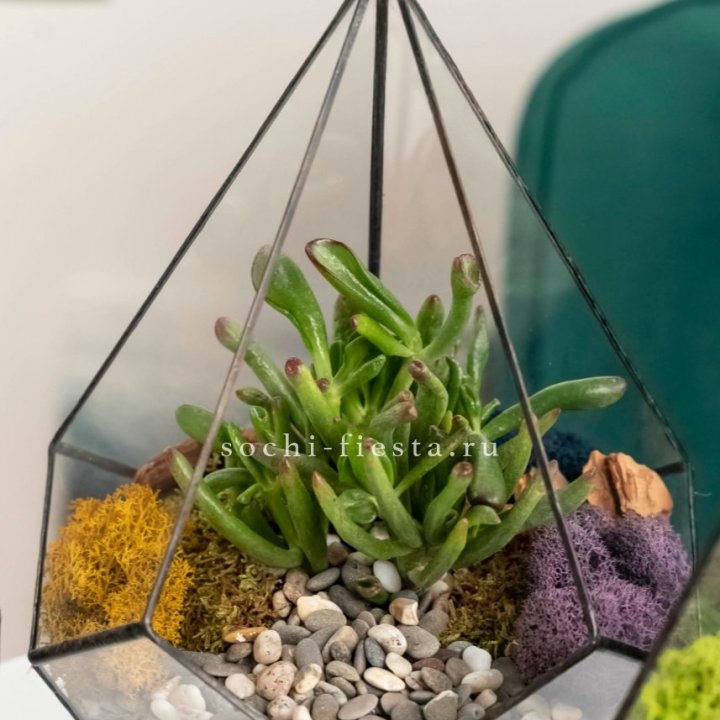 Флорариум “Капля” с суккулентом Крассула Хоббит в Улан-Удэ