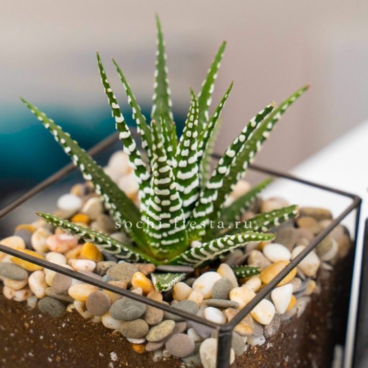 Флорариум Кубик с суккулентом Хавортия в Улан-Удэ