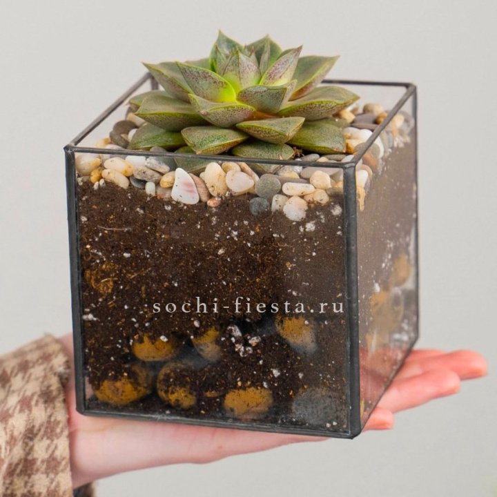 Флорариум Кубик с суккулентом Каменная роза в Улан-Удэ