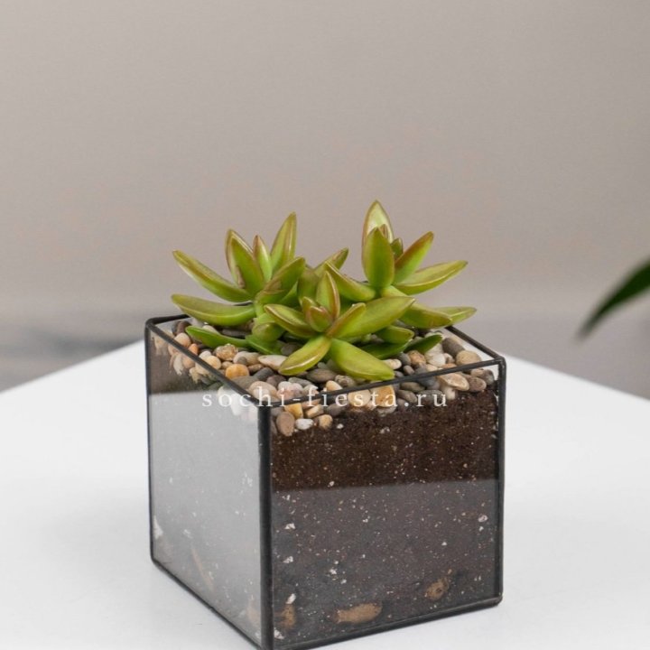 Флорариум Кубик с суккулентом Седум в Улан-Удэ