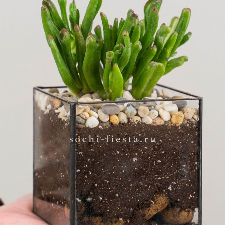 Флорариум Кубик с суккулентом Хоббит в Улан-Удэ