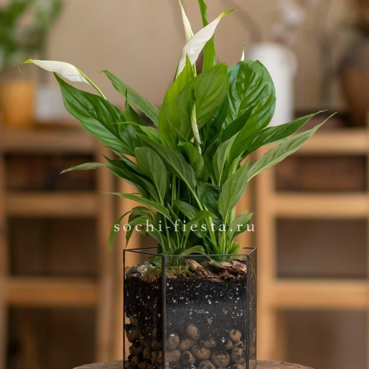 Спатифиллум в кашпо Пятиугольник в Улан-Удэ