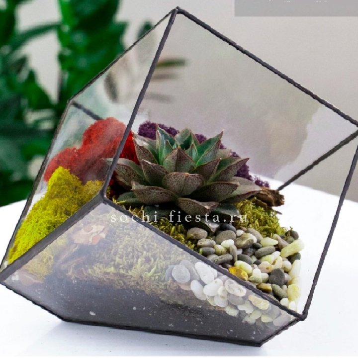 Флорариум Куб усеченный с суккулентом Каменная роза в Улан-Удэ