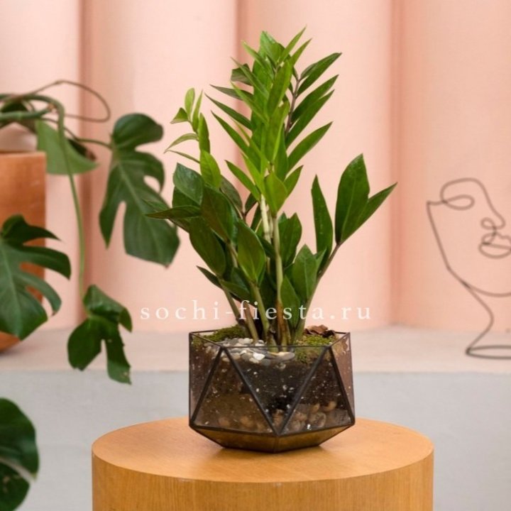 Замиокулькас в кашпо Икосаедр в Улан-Удэ