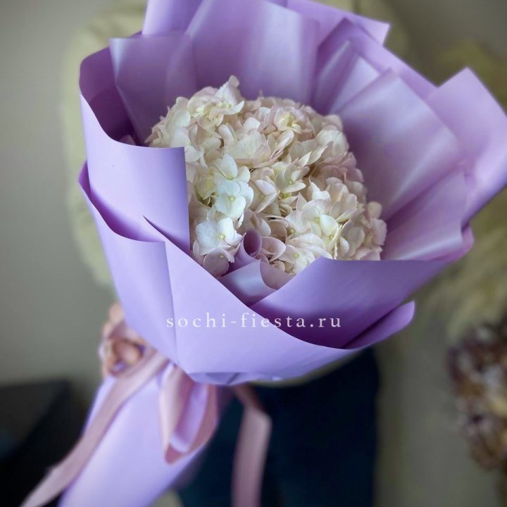 Гортензия розовая в Улан-Удэ