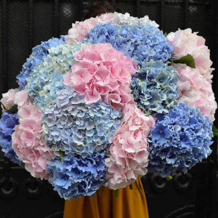 Букет гортензий "Фонтан" в Улан-Удэ