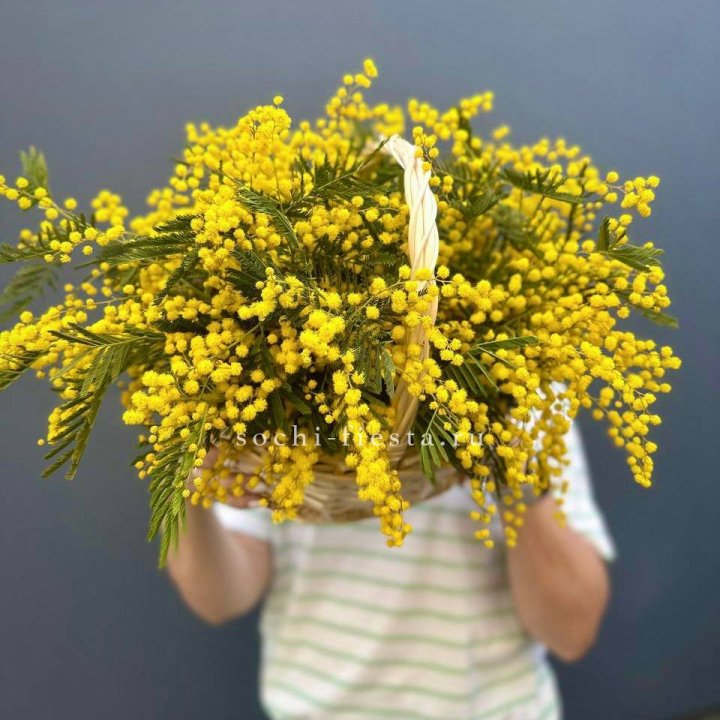 Весенняя корзина мимозы в Улан-Удэ