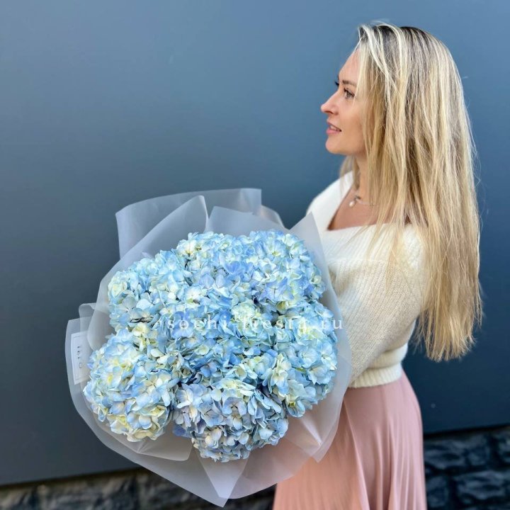 7 голубых гортензий в Улан-Удэ