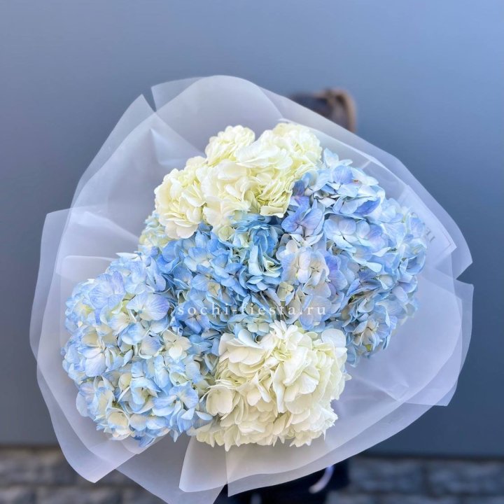 5 бело-голубых гортензий в Улан-Удэ