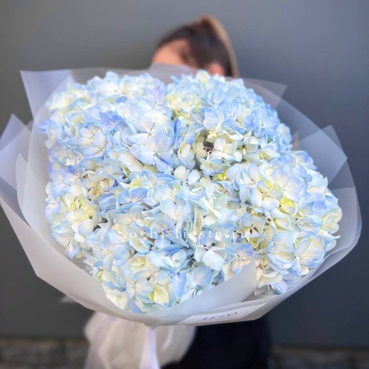5 голубых гортензий в Улан-Удэ