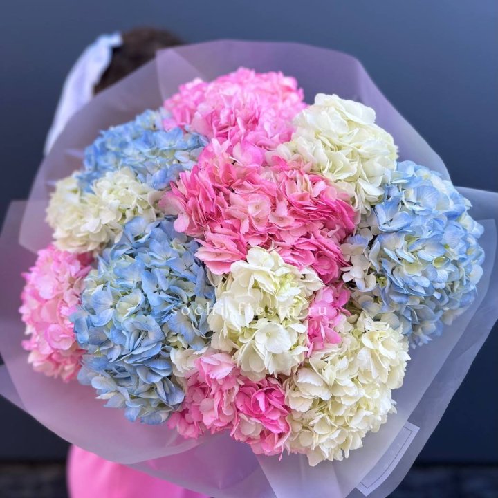 11 гортензий микс в Улан-Удэ