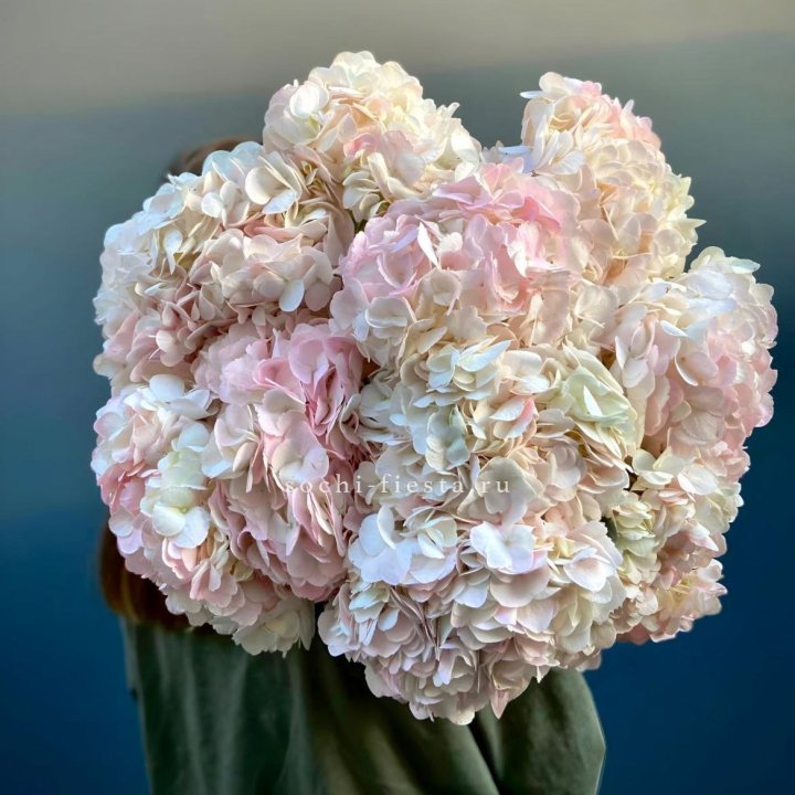 Охапка розовой гортензии в Улан-Удэ