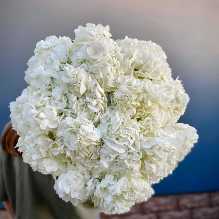 Охапка белой гортензии в Улан-Удэ