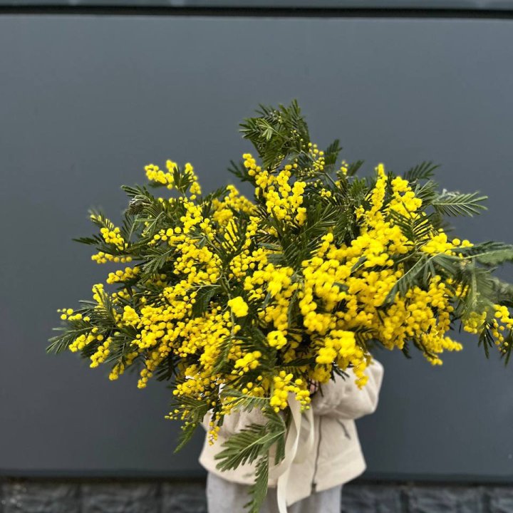 Охопка мимозы в Улан-Удэ