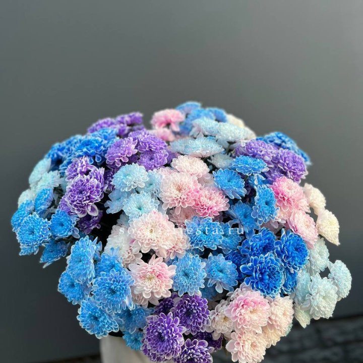 25 цветных хризантем в Улан-Удэ