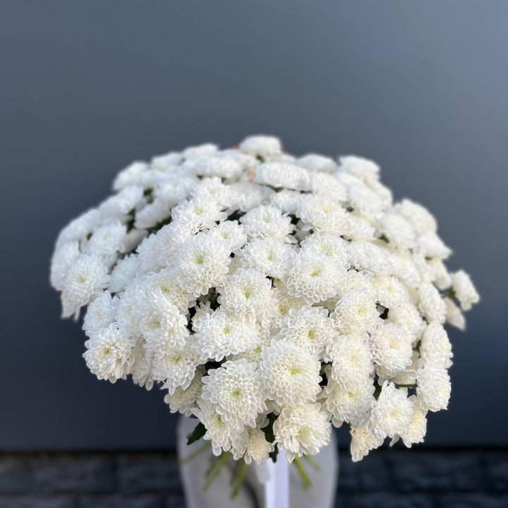  25 хризантем белых в Улан-Удэ