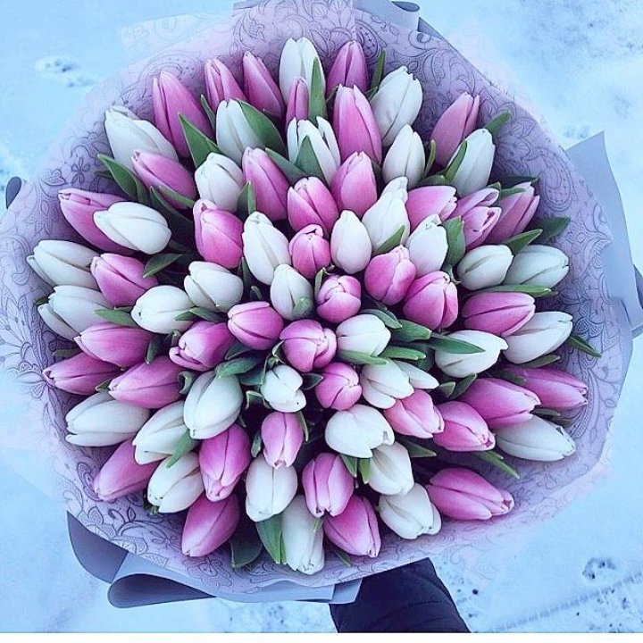 101 тюльпан "Лолипоп" в Улан-Удэ